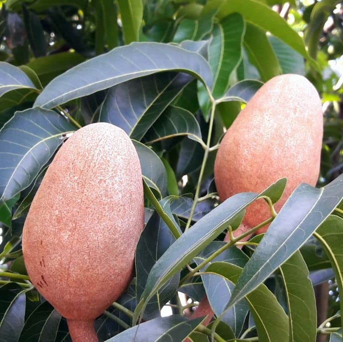 5 West Indies Mahogany Seeds to Plant - Highly Valued Lumber