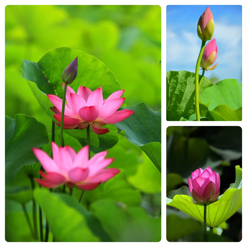 60PCS Open Mouth Bonsai Lotus Seeds Water Lily Flower Non-GMO Heirloom Garden Home for Planting (Purple)