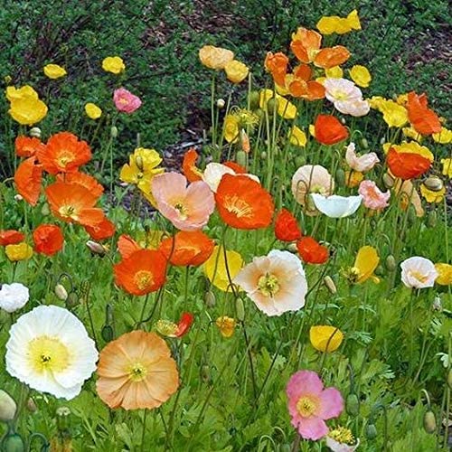 Iceland Poppy Seeds for Planting - Exotic Heirloom Seeds