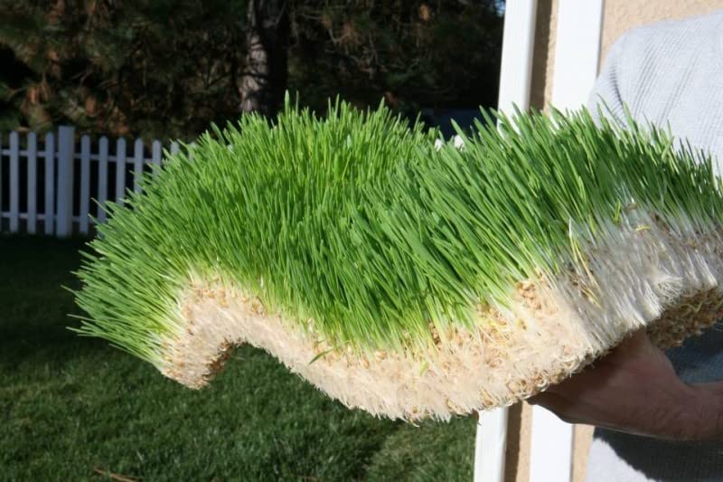 Complete Chicken Wheat Grass Fodder Grow Kit. 10x20 Grow Container, (3X)Jute Grow Medium Cloth and Wheatgrass Seeds. Harvest in 10 Days. Keto