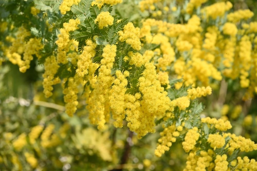 Purple Fern Leaf Acacia Tree Seeds for Planting (30 Seeds) - Acacia baileyana VAR. Purpurea