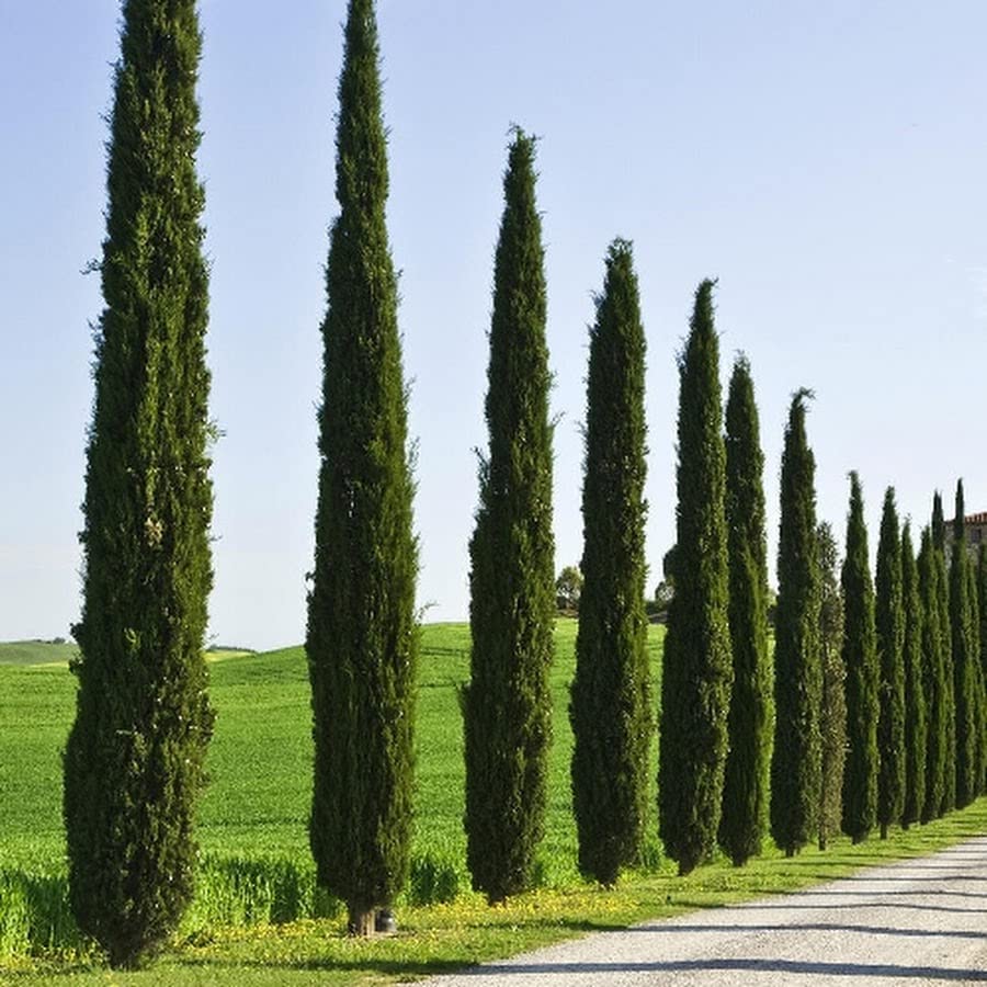 Tree seeds 100 pcs ITALIAN CYPRESS (Cupressus Sempervirens Stricta) seeds Home gardening,
