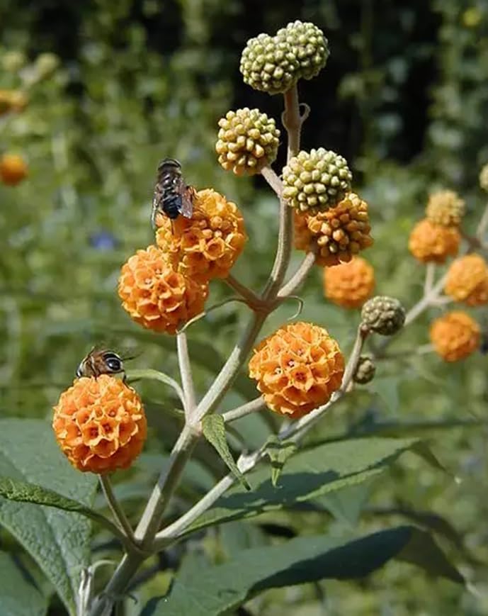Orange Ball Tree Seeds for Planting - 30 Seeds