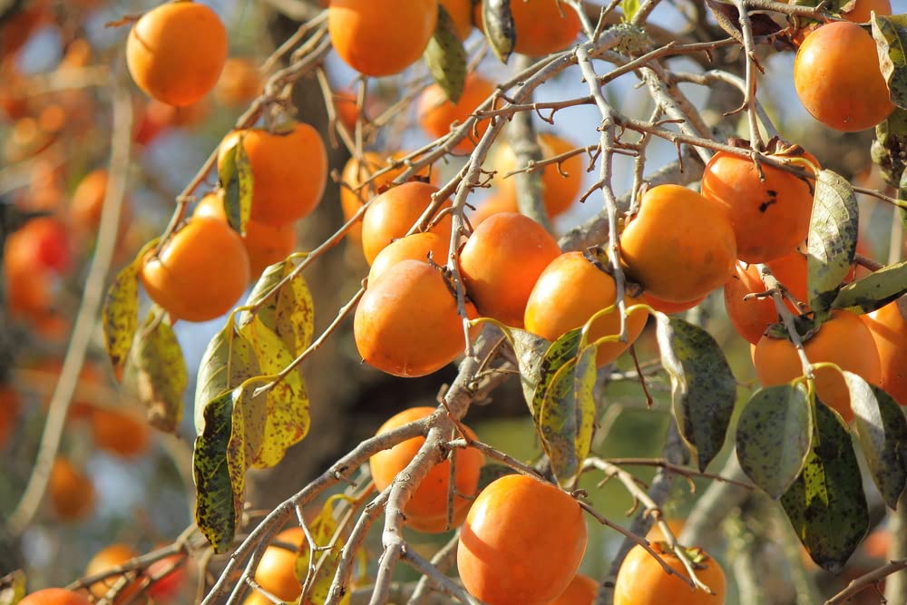Japanese Persimmon Tree Seeds for Planting - 10 Seeds - Diospyros kaki - Popular Outdoor Tree or Bonsai
