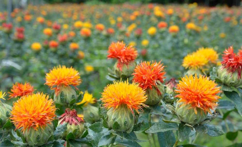 Zanzibar Safflower Flower Seeds for Planting (30 Seeds) - Mixed Color Carthamus tinctorius