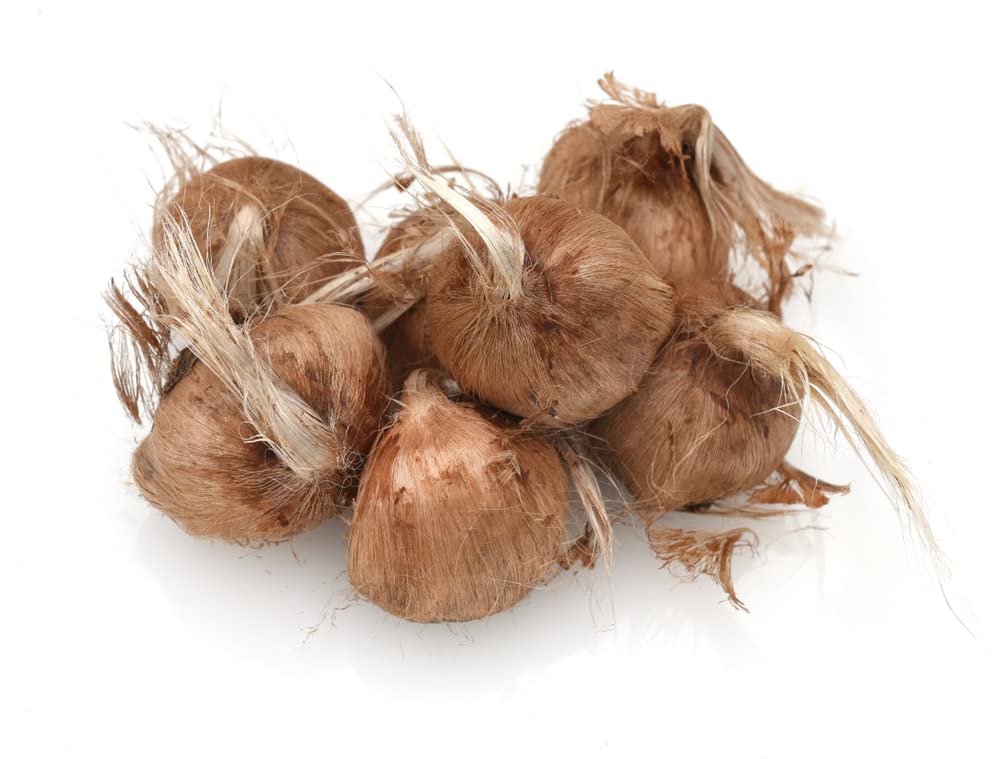 10 Saffron Crocus Bulbs for Planting - Crocus Sativus Bulbs
