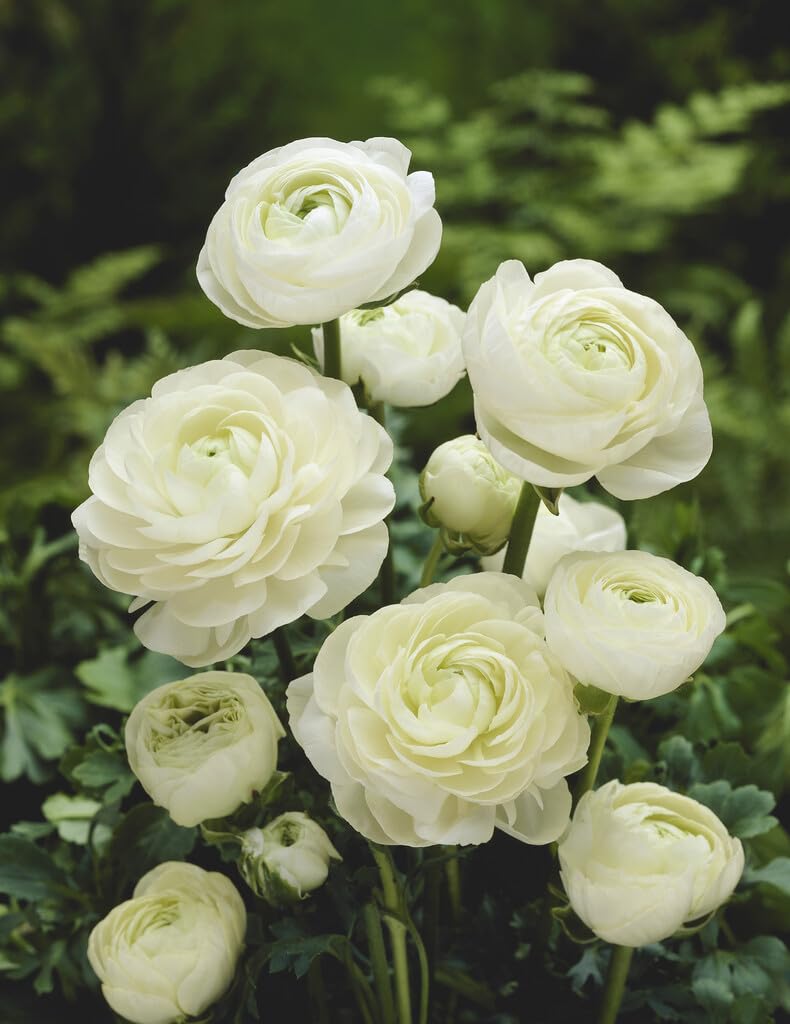 White Ranunculus Bulbs for Planting, Beautiful Long Lasting Flowers