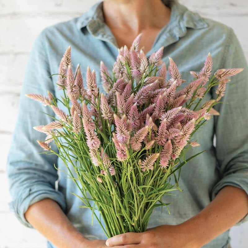 Flamingo Feather Flower Seeds for Planting (100 Seeds) - Easy to Grow Celosia Flowers, Wheatstraw