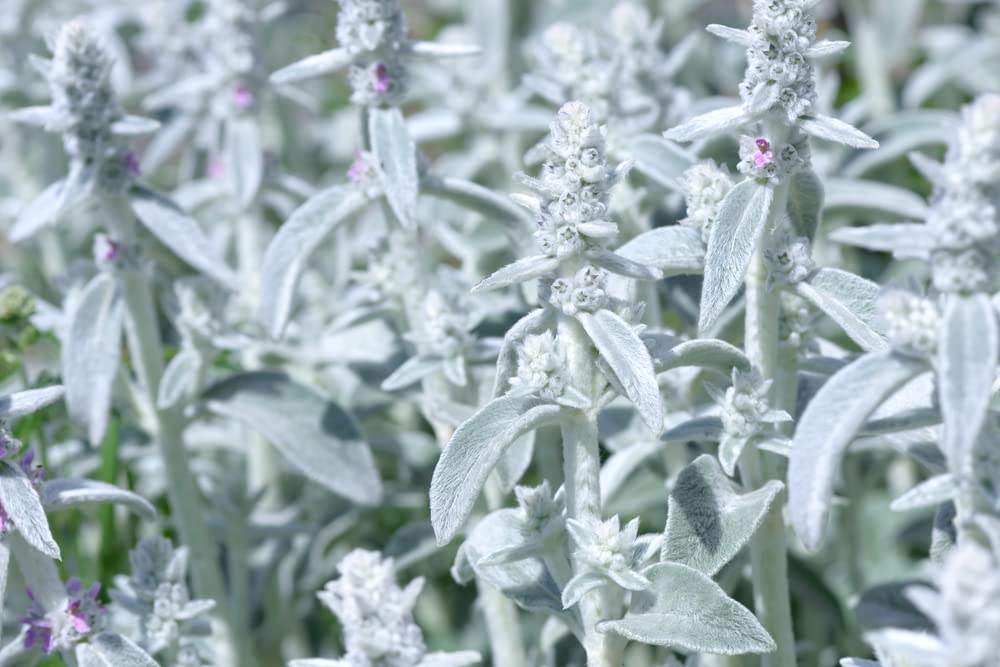 Rabbit Ear Plant Seeds for Planting | 30+ Seeds