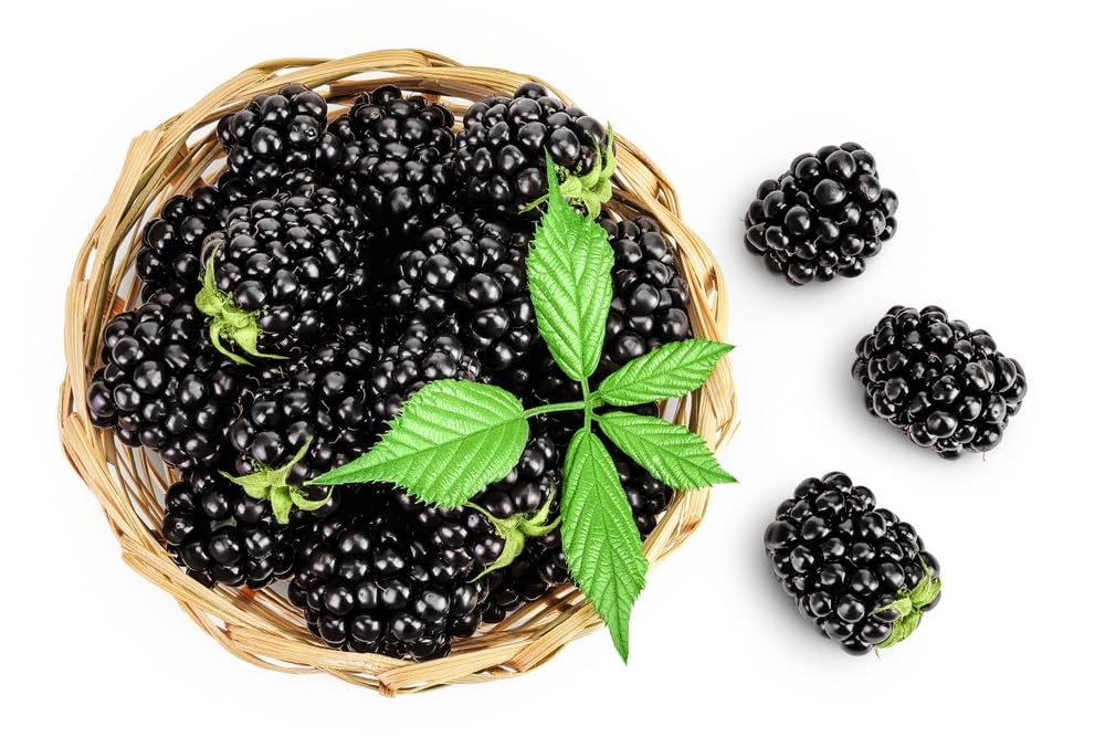 Apache Thornless BlackBerry Seedlings for Planting - Well Rooted 1 Yr. Seedlings, Ready to Plant