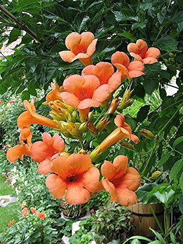 yunakesa 25 Seeds Orange Hummingbird Trumpet Creeper Campsis Radicans Vine Flower Lulu Certified Can Grow in Pot/Garden