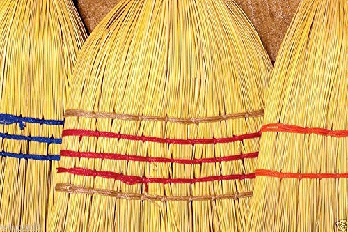BROOM CORN SEEDS - Sorghum vulgar Mixed,Cream,Gold,Red, Brown,Burgundy and More(1000 Seeds)