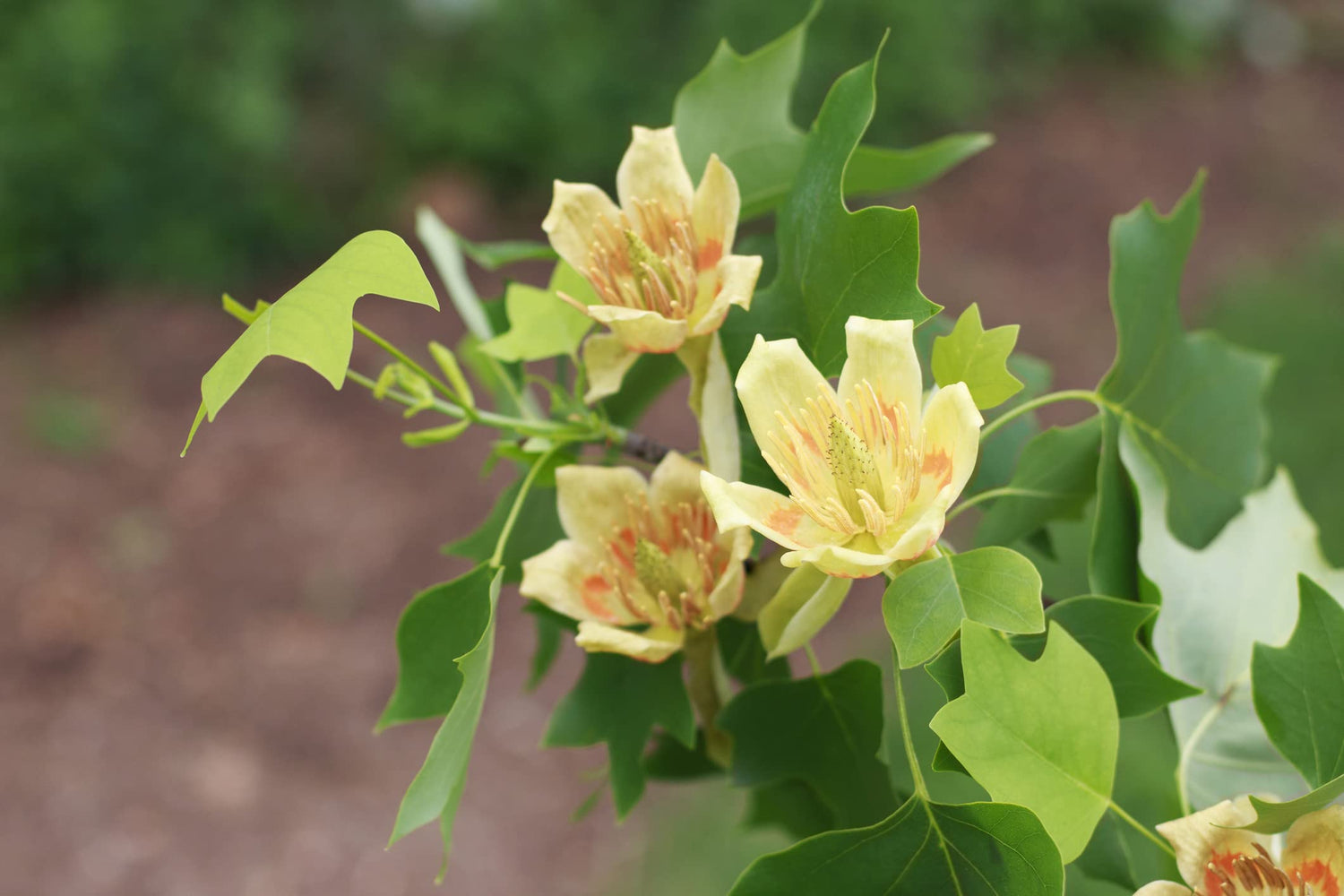 Tulip Poplar Tree Seedlings for Planting | Live Tree Seedling - No Ship to California