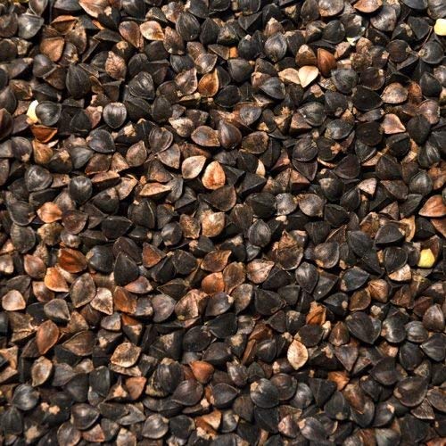 MANCAN BUCKWHEAT 5 Lb Cover Crop - Wild Life and Game Attactant - Bee Pollinator