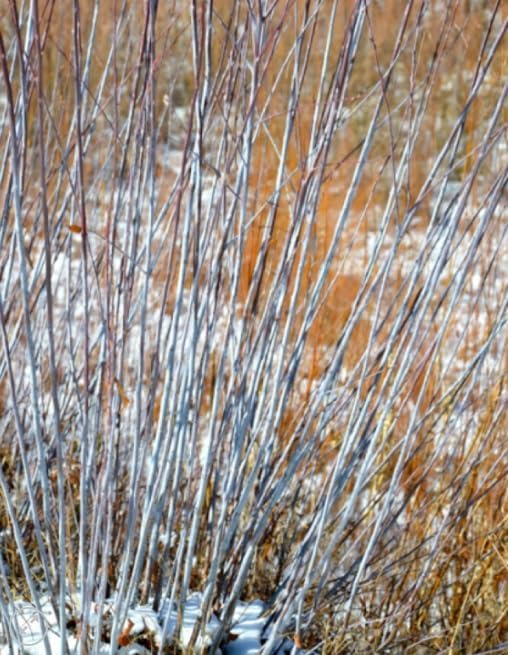2 Blue Bark Willow Cuttings to Grow - Fast Growing Bush with Stunning Blue Colored Branches - Grow Blue Stem Willows (2 Tree Cuttings)