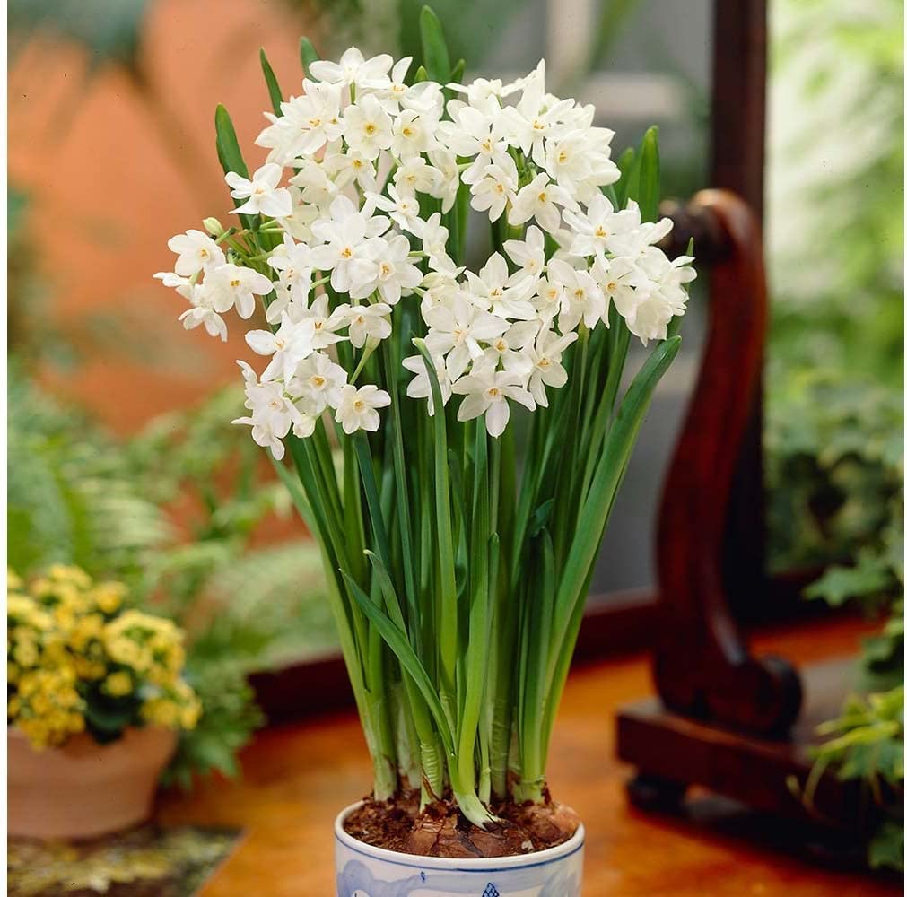 Paperwhite Ziva Bulbs - Fast Flowering Indoor Blooms - Largest Bulbs Available - Paperwhite Bulbs for Forcing Indoors, Bonsai Plant