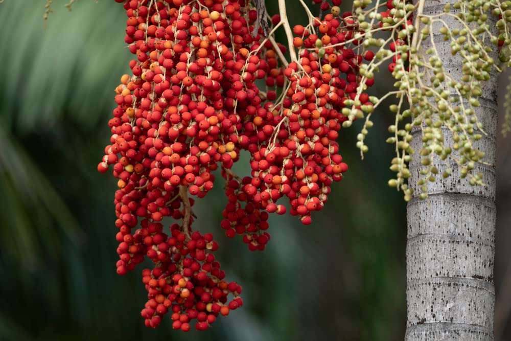 Royal Red Palm Tree Seeds for Planting - 6 Seeds - Roystonea Regina