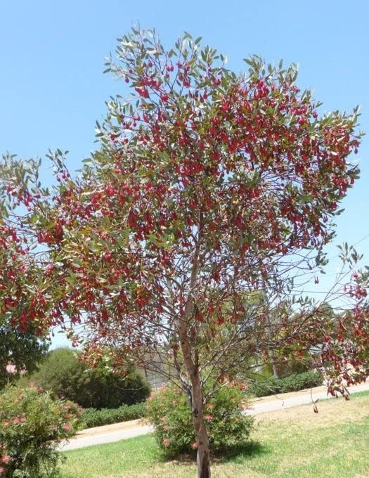 Fuschia Gum Tree Seeds for Planting (10 Seeds) - Eucalyptus forrestiana