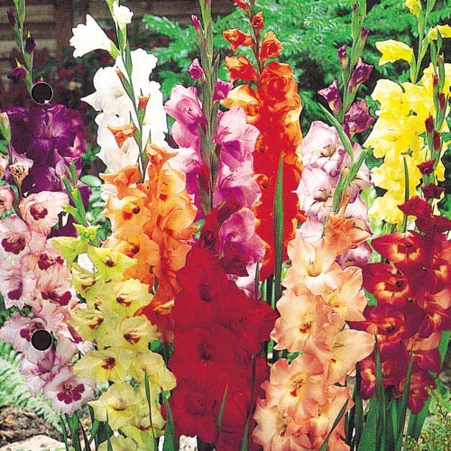Made and Shipped in USA (25) Fresh Large Bulbs, New, Giant Flowering Mixed Colors Gladiolus Bulbs, Plants, Flowers, Flowering Perennials,Sword Lily, Gladioli-SeedsBulbsPlants&More