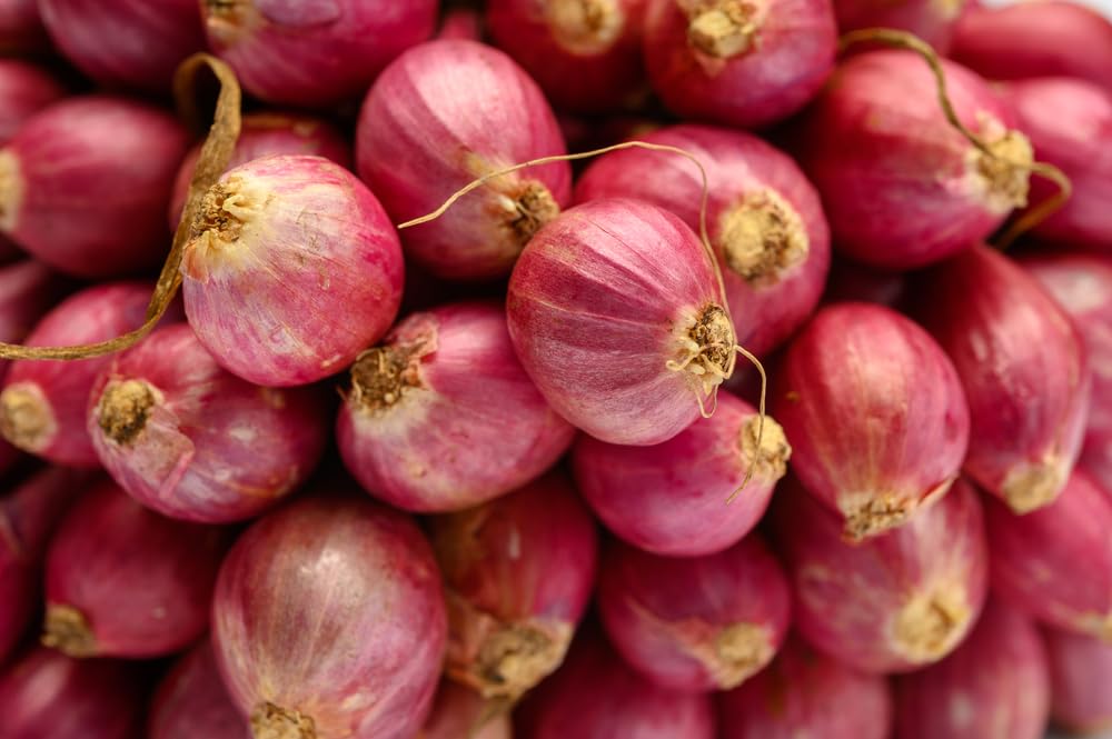 Holland Shallot Hybrid Onion Sets for Planting (10 Bulbs)
