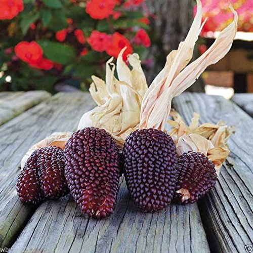 Strawberry Popcorn Corn Seeds - Grow Your own popcorn-Ornamental and Edible.(100 Seeds)