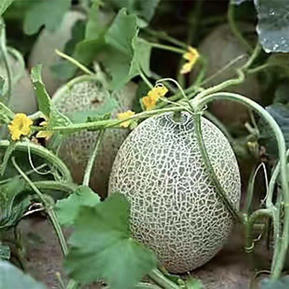 200+ Cantaloupe Seeds Vine Fruit Seed Fruit Plant Home Garden Non-GMO…