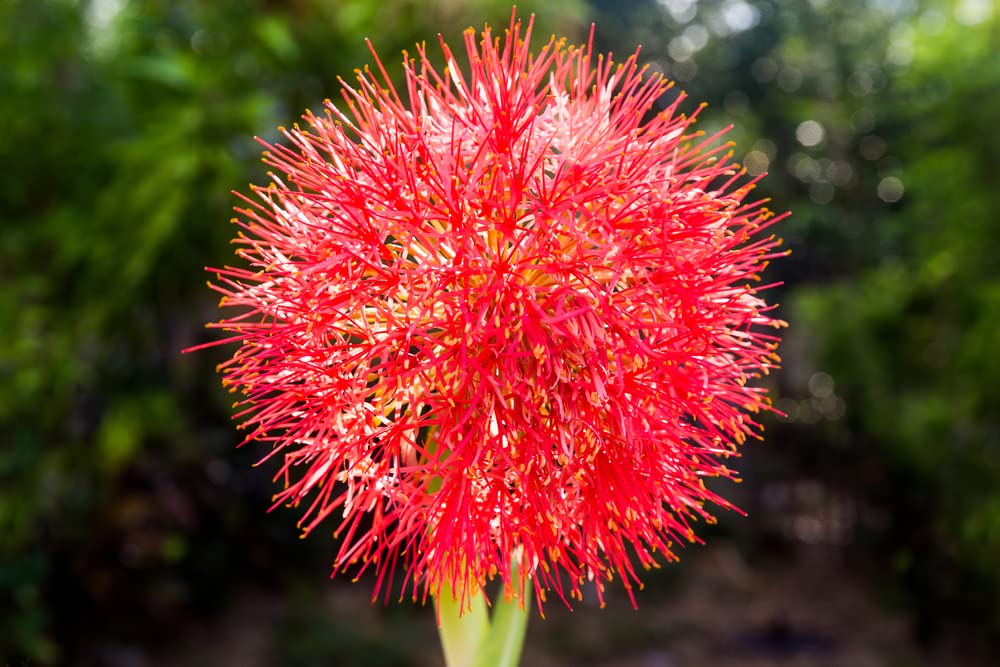 3 Blood Lily Bulbs for Planting - Haemanthus multiflorus