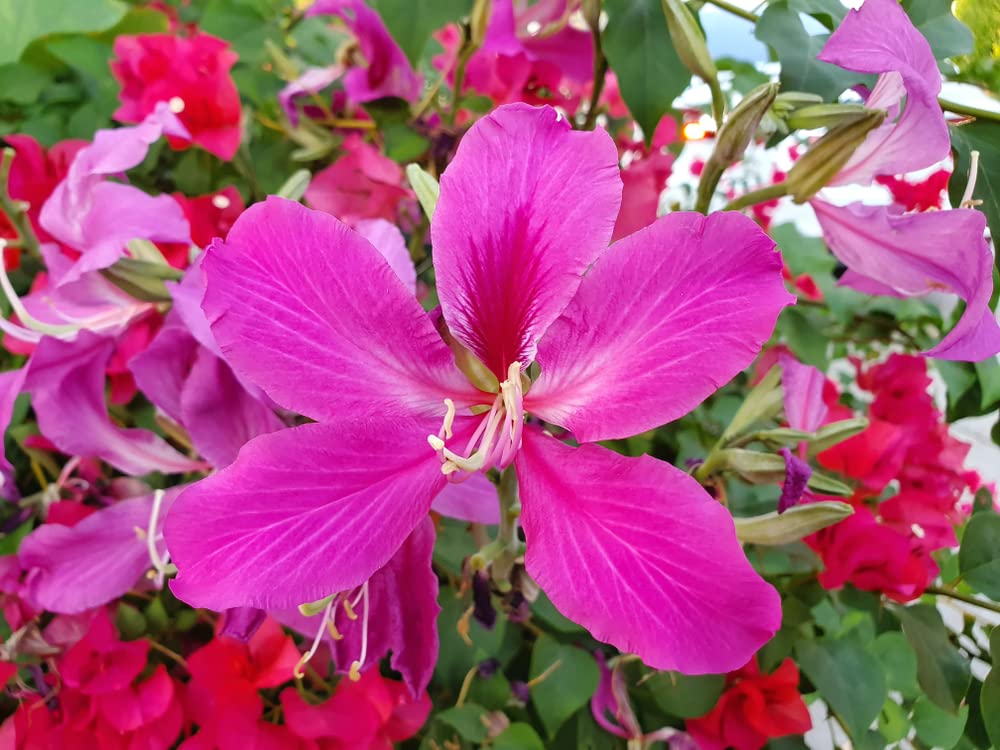 Orchid Tree Seeds for Planting - 10 Seeds - Butterfly Tree - Bauhinia purpurea