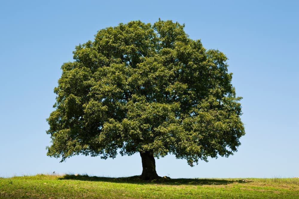 White Oak Tree Seeds for Planting | White Oak is Prized for Attractive Look and Wood