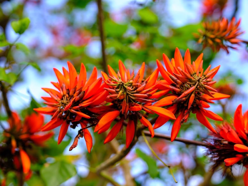 20 Kaffir Coral Tree Seeds for Planting