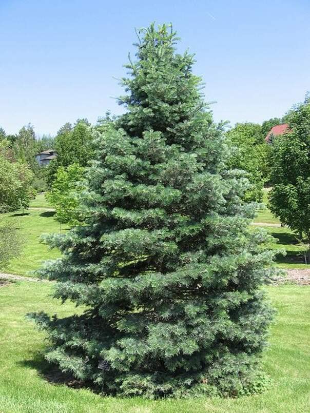 White Fir Seeds for Planting | 30 Seeds | Abies concolor