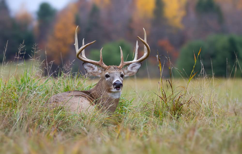 Food Plot Seeds for Deer - 10 Seed Blend - Spring or Fall Planting, Bring in Whitetail Deer All Year. Promotes Antler Growth