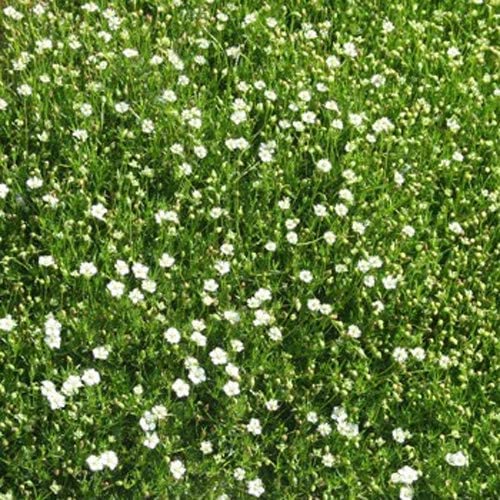 Irish Moss Seeds for Planting - Grow Stunning Ground Cover That Blooms Attractive White Flowers - Made in USA