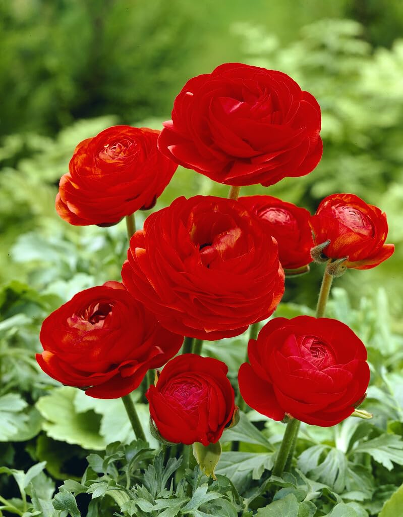 Red Ranunculus Bulbs for Planting
