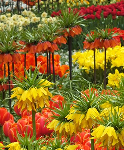 Fritillaria Imperialis Rubra Maxima Orange-red Flowers- 1 Bulbs