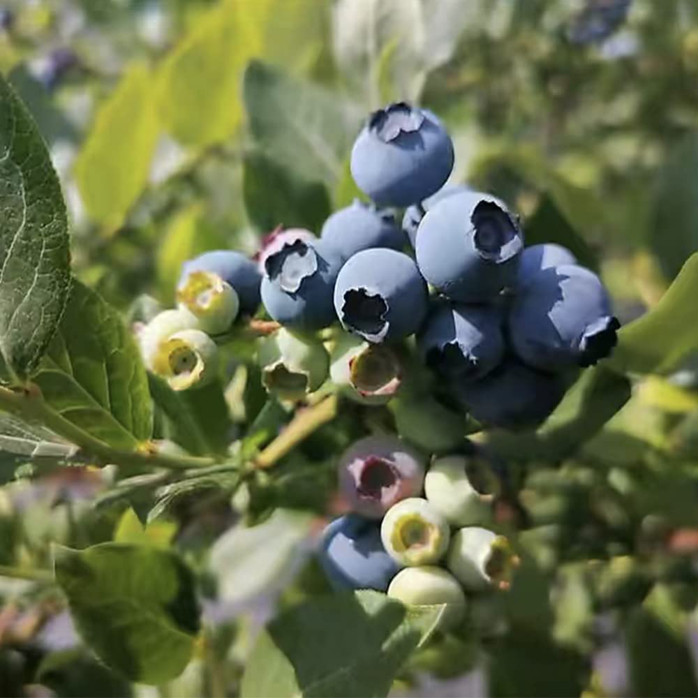 100+ Blueberry Seeds for Planting…