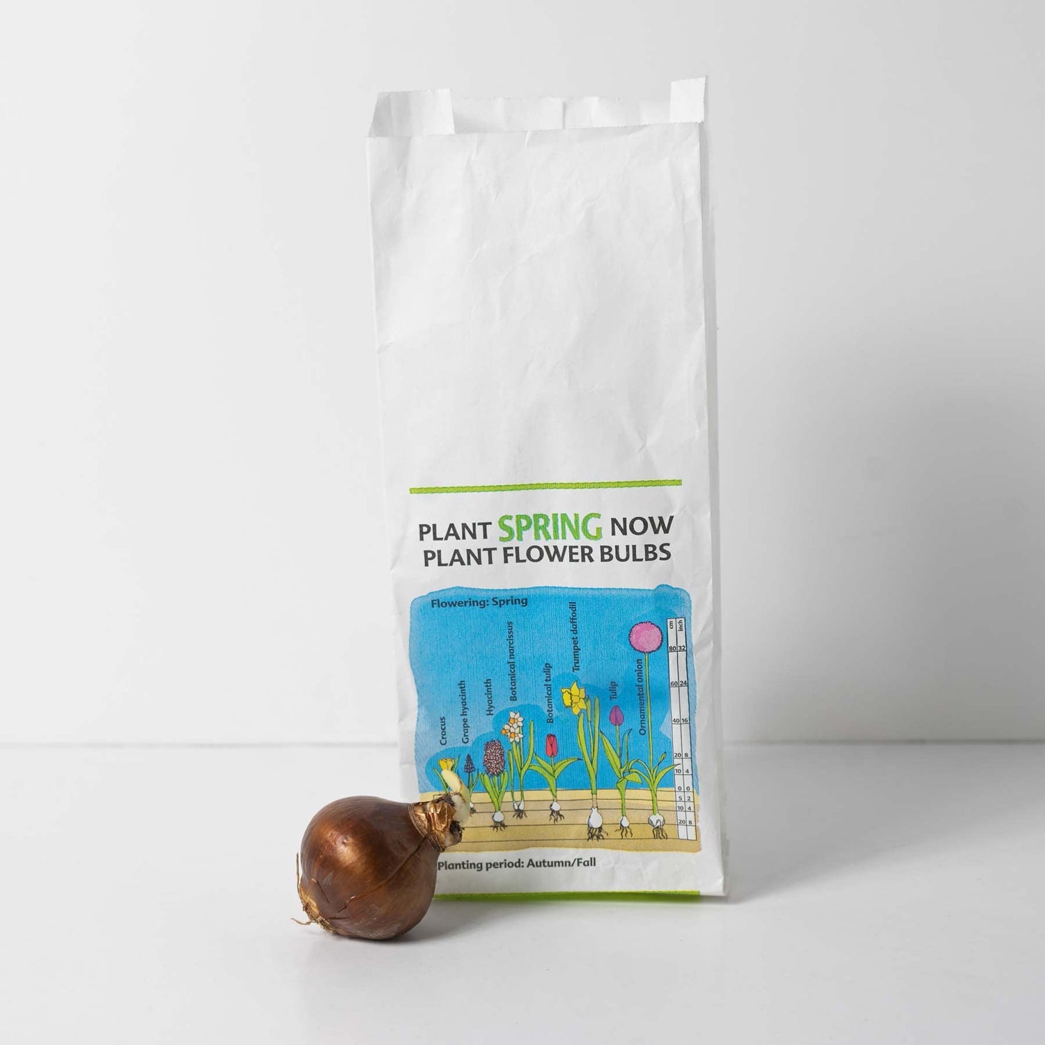 10 'Ziva' Paperwhites Flower Bulbs 14/15cm Bulbs