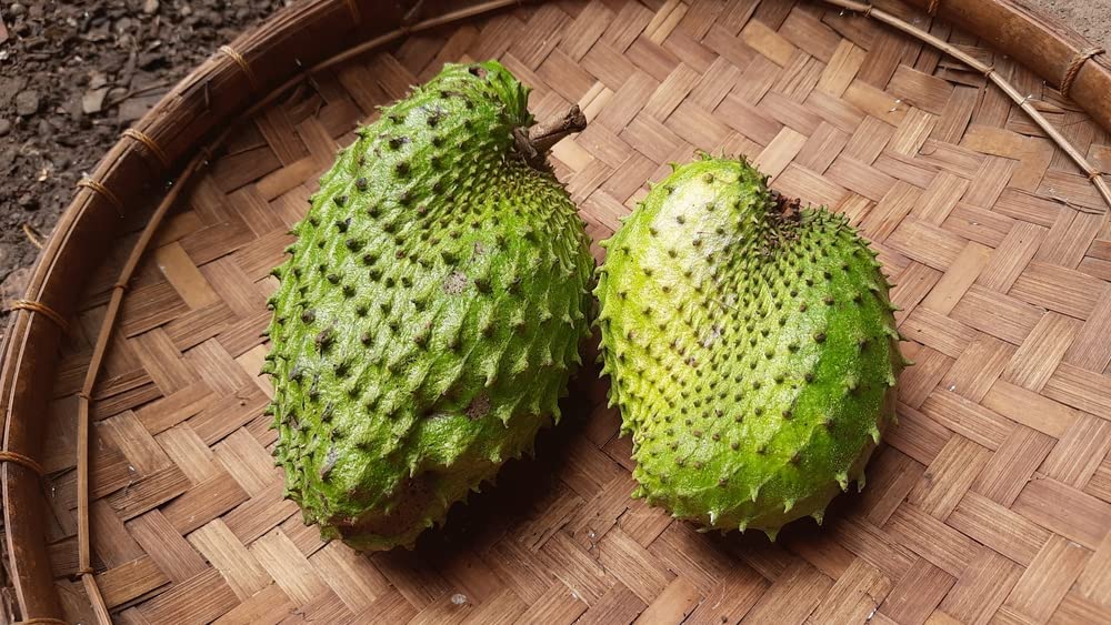 Soursop Fruit Tree Seeds for Planting - 5 Seeds - Annona muricata - Great for Bonsai or Patio Plant