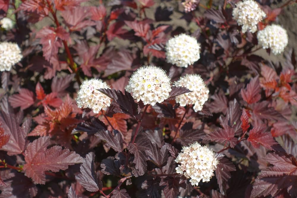 Atlantic Ninebark Shrub Seedlings for Planting - No Ship to California