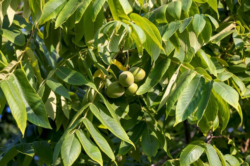 4 White Walnut Tree Seeds for Planting - Juglans cinerea, Butternut
