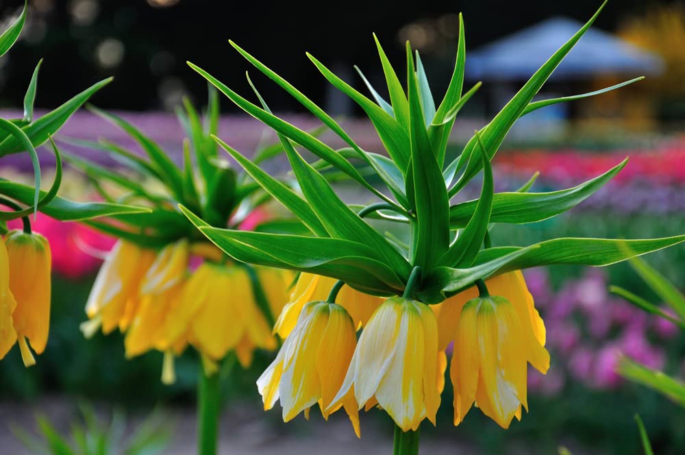 Fritillaria Imperialis "Lutea" (1 Bulbs) - Weeping Yellow Flowers- Ships from Iowa, USA