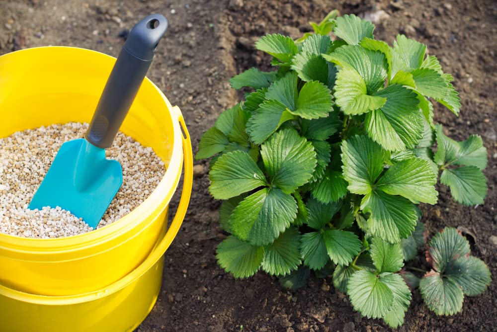 Double The Color Strawberry Duo Packet - 100 Red Straberry Seeds + 100 White Strawberry Seeds to Plant