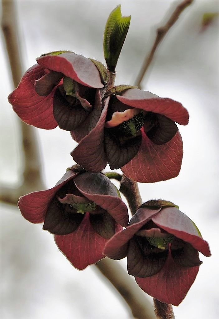 5 PAW PAW FRUIT TREE Indian Banana Asimina Triloba Flower Seeds