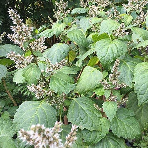 Patchouli Seeds (Pogostemon cablin) Packet of 50 Seeds