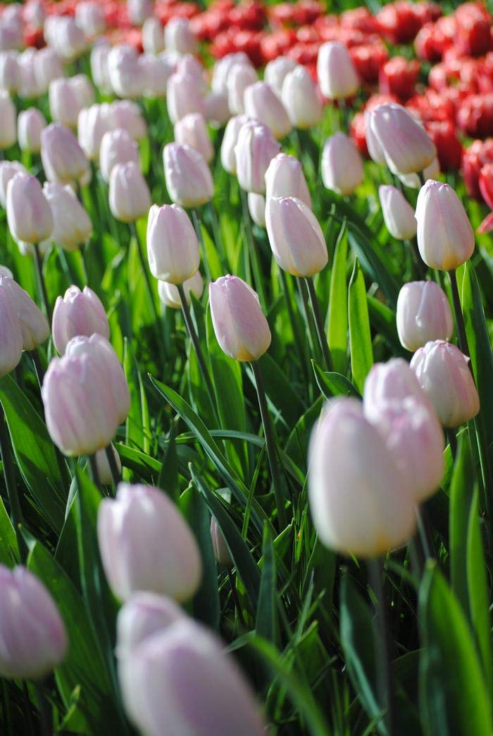 Sweet Flag Tulip",12/+cm,Blooms in Late Spring,Limited supply (Tulips, 10)