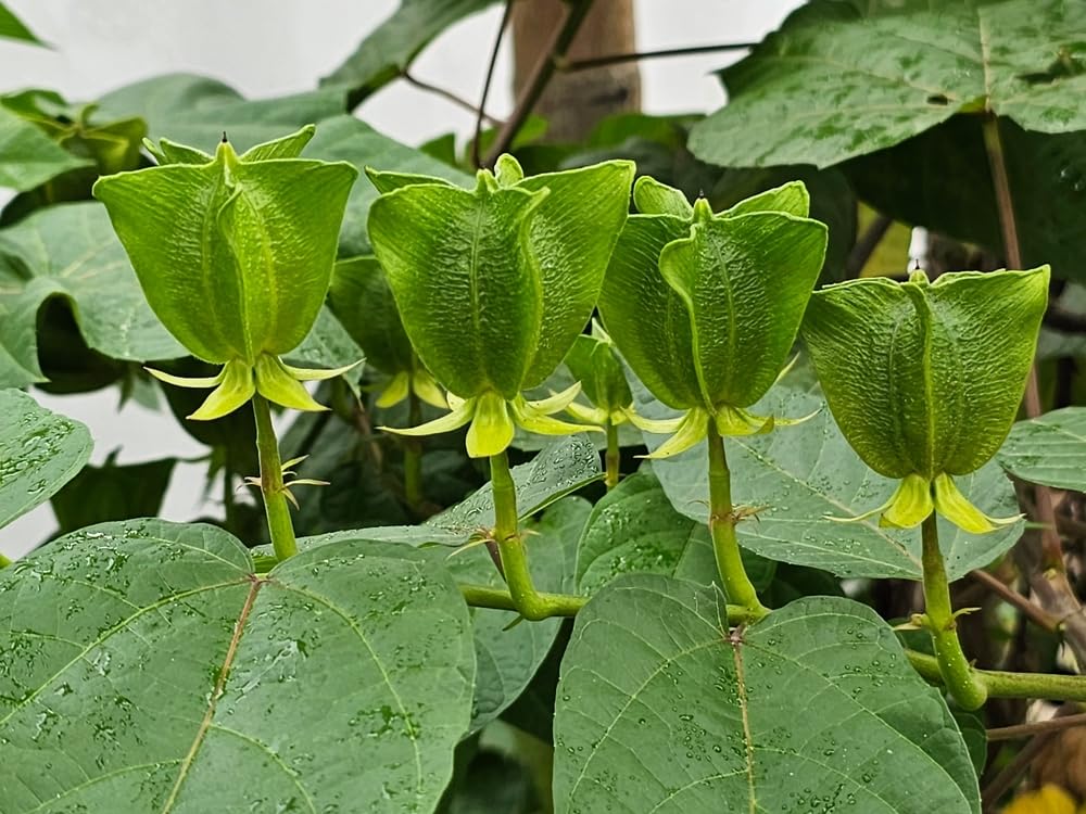 30 Devils Cotton Seeds for Planting - Abroma Augusta