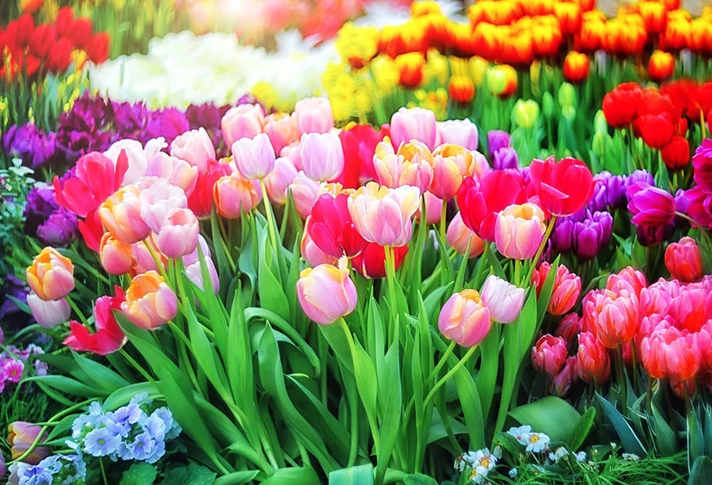 20 Mixed Color Tulip Bulbs for Planting - Easy to Grow - Made in USA, Ships from Iowa