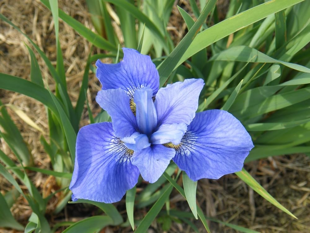 Siberian Iris Flower Plants, Fresh Rootstock, Stunning Color Pennial Flower Plants to Grow