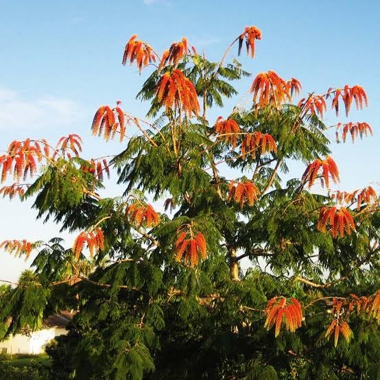 10 Seeds of Colville's Glory Tree for Bonsai - Colvillea racemosa - Tropical Tree