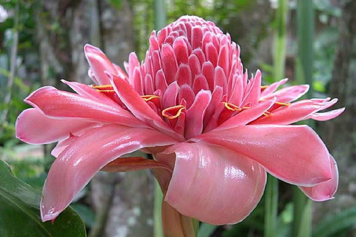 Jocadew Etlingera elatior Pink,Torch Ginger,Combrang,Wax Flower jocad (20 Seeds)